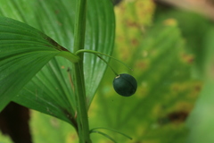 Polygonatum odoratum maximowiczii