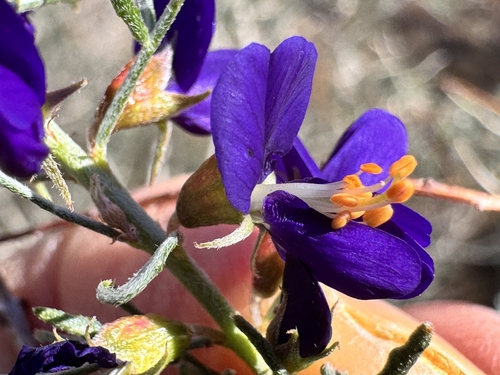 narrow-leaved psorothamnus (Psorodendron fremontii)