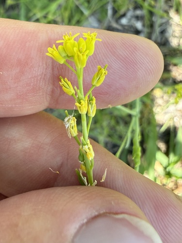 bird's-eye cress (Myagrum perfoliatum)