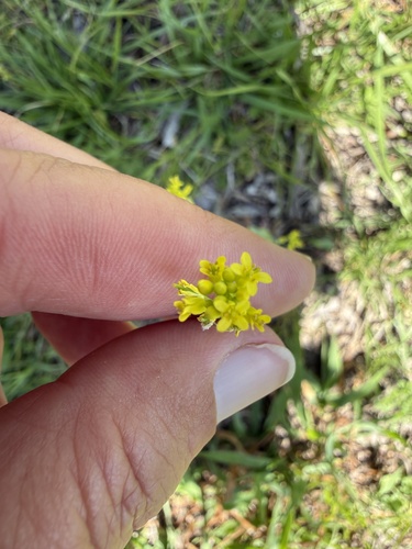 Myagrum perfoliatum, photograph 3