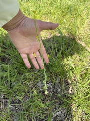 Myagrum perfoliatum, photograph (c) ashleyrsteel, some rights reserved (CC BY)