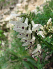 Astragalus gorczakovskii