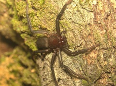 Trachycosmidae