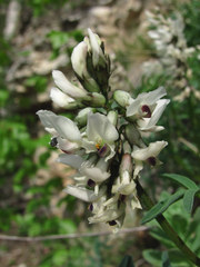Astragalus gorczakovskii
