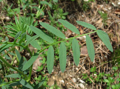 Astragalus gorczakovskii