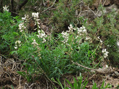 Astragalus gorczakovskii