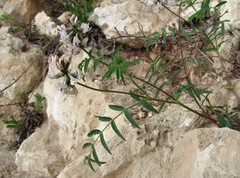 Astragalus gorczakovskii