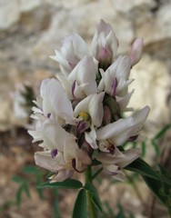 Astragalus gorczakovskii