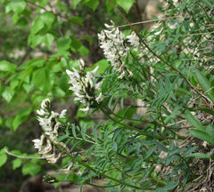 Astragalus gorczakovskii