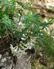 Astragalus gorczakovskii