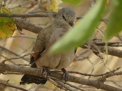 Turtur abyssinicus