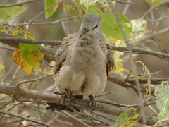 Turtur abyssinicus