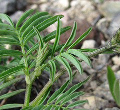 Astragalus gorczakovskii