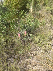 Pimelea physodes