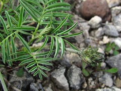 Astragalus gorczakovskii