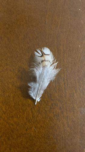 Plume de Colin de Virginie
