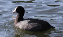 Fulica americana
