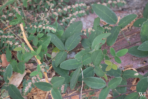 Desmodium scorpiurus iNat (1)