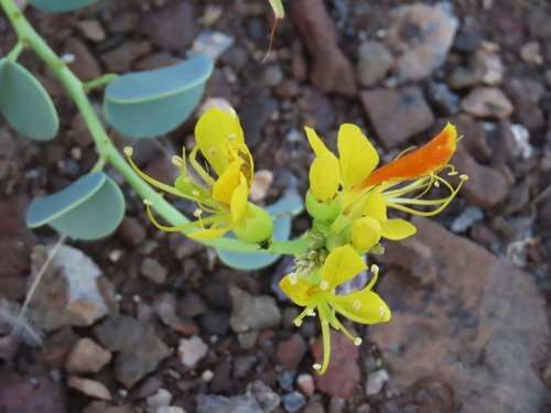 Yellow Butterflyleaf (Adenolobus pechuelii)