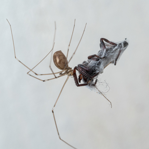 Long-bodied Cellar Spider, photo 2 of 10