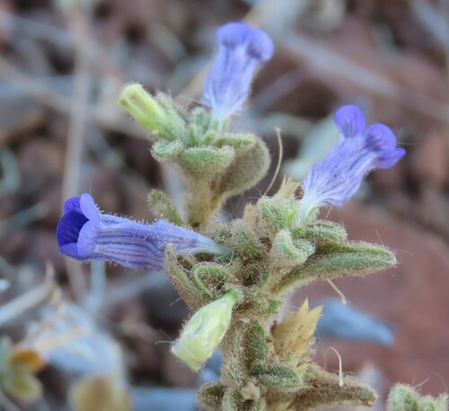 Anticharis kaokoensis (Anticharis kaokoensis)