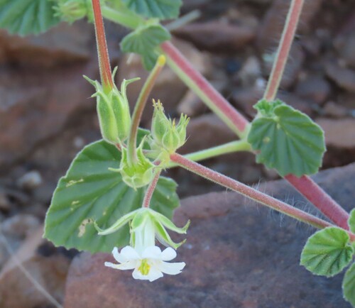 Monsonia umbellata