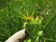 Senecio clarkianus