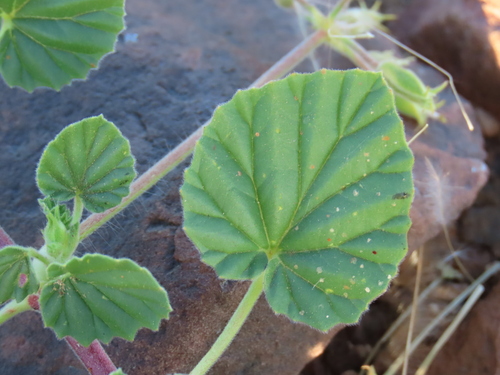 Monsonia umbellata