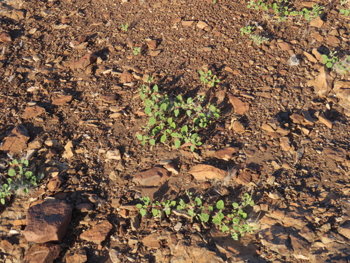 Monsonia umbellata