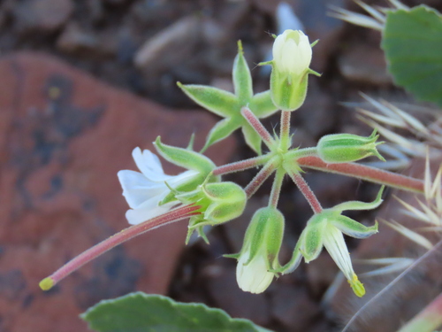 Monsonia umbellata