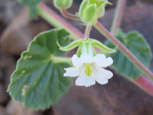 Monsonia umbellata