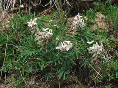 Astragalus gorczakovskii