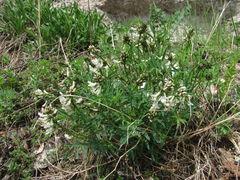 Astragalus gorczakovskii