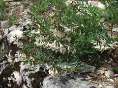 Astragalus gorczakovskii