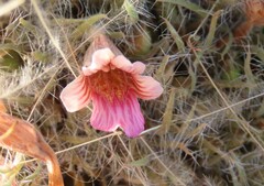 Purple Shamrock (Pseudobarleria)