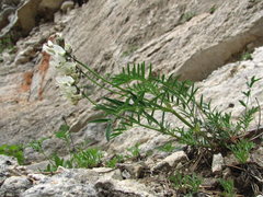 Astragalus gorczakovskii