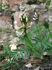 Astragalus gorczakovskii
