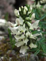 Astragalus gorczakovskii
