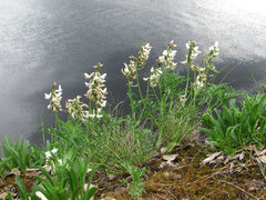 Astragalus gorczakovskii