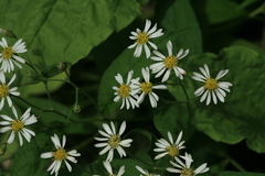 Aster glehnii
