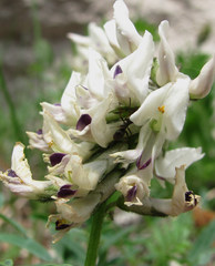 Astragalus gorczakovskii