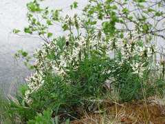 Astragalus gorczakovskii