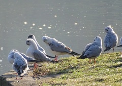 Chroicocephalus ridibundus