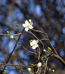 Prunus cerasifera
