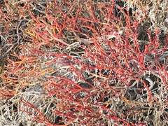 Sesuvium edmonstonei