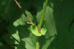 Parasenecio auriculatus