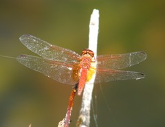 Trithemis pluvialis
