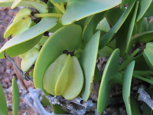 Dollar bush (Tetraena stapffii)