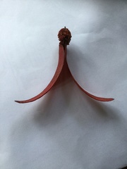 Dipterocarpus