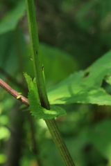 Parasenecio auriculatus